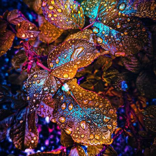 مرتضی جوان نگینی هستی تو بر انگشتر من کبوتر هستم تویی بال و پر من